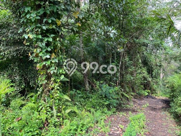 Jarang Ada! Tanah Kavling Disewakan di Gianyar 4500m2 Jarang Ada! Tanah Kavling Disewakan di Gianyar 4500m2