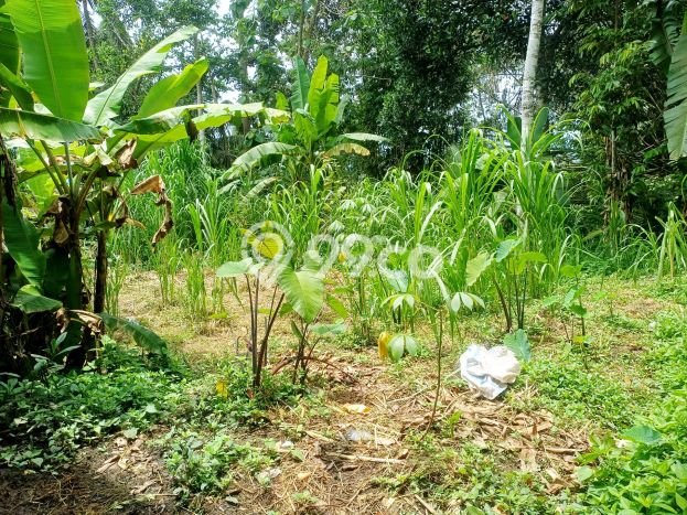 Tanah Kavling Disewakan di Pejeng Kaja dengan Luas 1000m2 Tanah Kavling Disewakan di Pejeng Kaja dengan Luas 1000m2