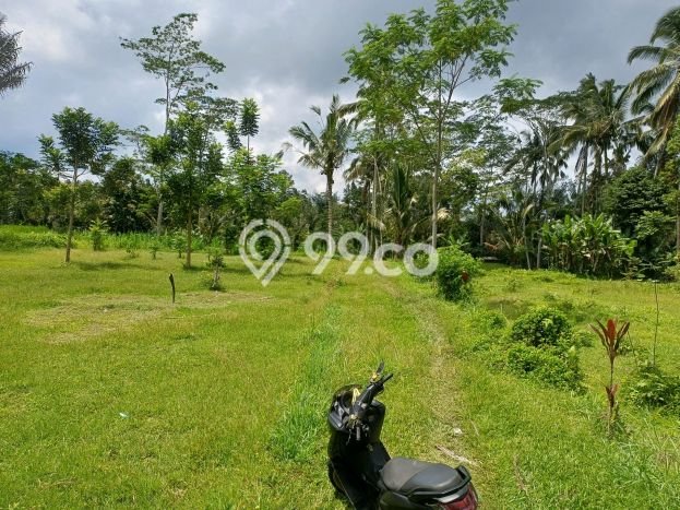 Kavling Tanah untuk Dijual di Pupuan, Gianyar, Luas 4300m2 Kavling Tanah untuk Dijual di Pupuan, Gianyar, Luas 4300m2