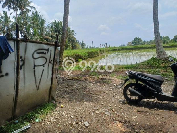 Tanah Kavling Disewakan di Pejeng Kaja dengan Luas 1000m2 Tanah Kavling Disewakan di Pejeng Kaja dengan Luas 1000m2