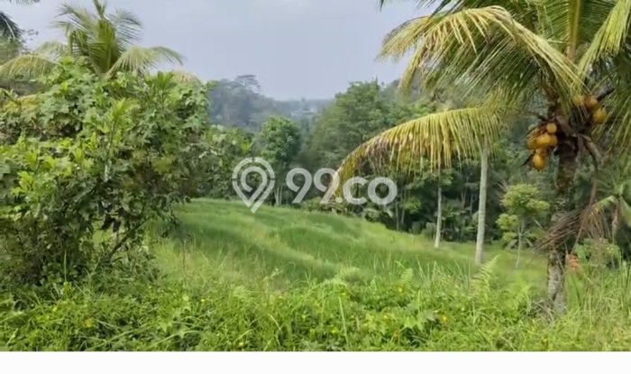 Dijual Tanah di Tegallalang Gianyar Luas 1900m2 SHM Dijual Tanah di Tegallalang Gianyar Luas 1900m2 SHM