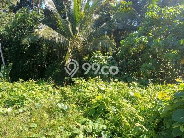 Kavling Tanah di Tampaksiring Dijual Luas 369m2 Legalitas SHM Kavling Tanah di Tampaksiring Dijual Luas 369m2 Legalitas SHM