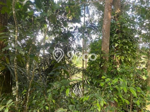 Disewakan Tanah Seluas 1800m2 di Tegallalang, Gianyar Disewakan Tanah Seluas 1800m2 di Tegallalang, Gianyar