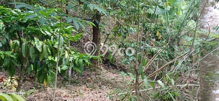 Tanah Disewakan Lokasi Gianyar Seluas 4000m2 Strategis dan Aman Tanah Disewakan Lokasi Gianyar Seluas 4000m2 Strategis dan Aman