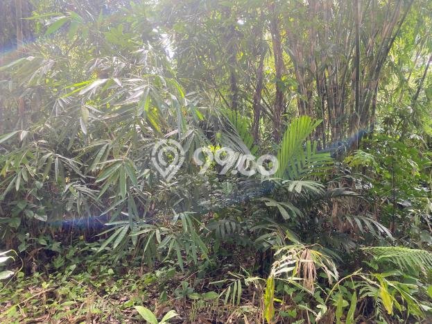 Disewakan Tanah Seluas 1800m2 di Tegallalang, Gianyar Disewakan Tanah Seluas 1800m2 di Tegallalang, Gianyar
