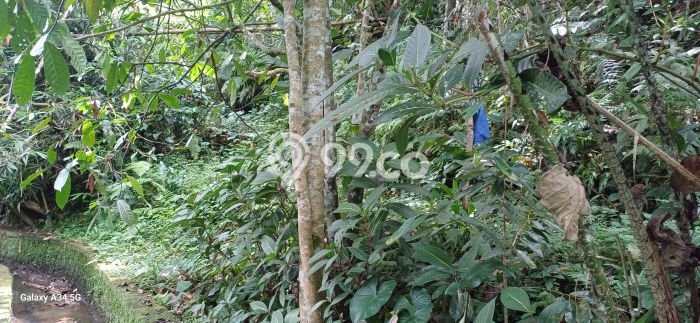 Tanah Disewakan Lokasi Gianyar Seluas 6000m2 Strategis dan Aman Tanah Disewakan Lokasi Gianyar Seluas 6000m2 Strategis dan Aman