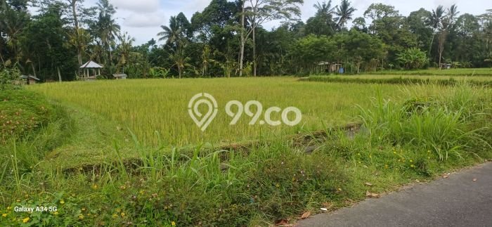 Untuk Dijual Tanah di Tampaksiring Gianyar Luas 1700m2 SHM Untuk Dijual Tanah di Tampaksiring Gianyar Luas 1700m2 SHM