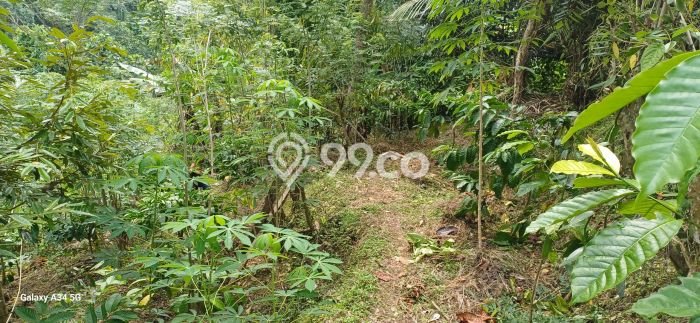 Tanah Disewakan Lokasi Gianyar Seluas 4000m2 Strategis dan Aman Tanah Disewakan Lokasi Gianyar Seluas 4000m2 Strategis dan Aman