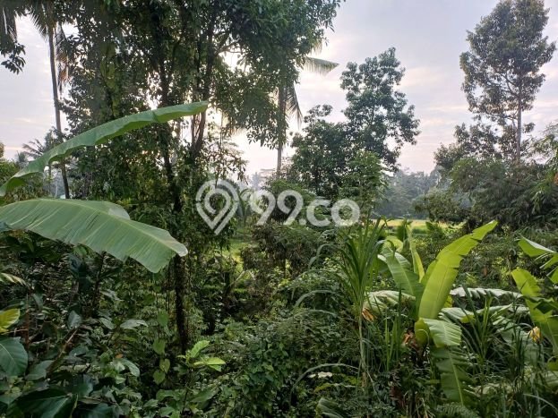Tanah Disewa di Tampaksiring Gianyar dengan Luas 700m2 Tanah Disewa di Tampaksiring Gianyar dengan Luas 700m2
