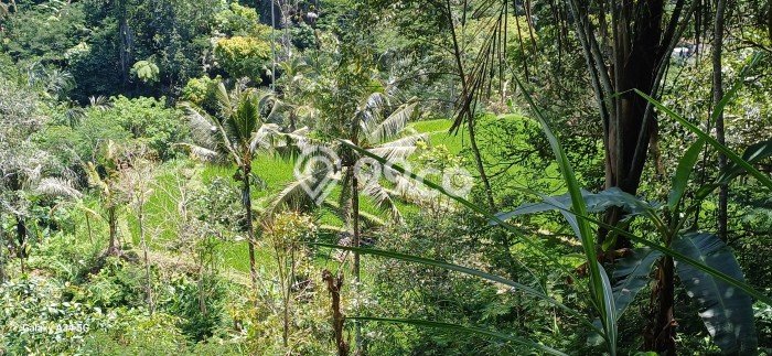 Tanah Kavling untuk Disewa di Tegallalang Gianyar 6000m2 Tanah Kavling untuk Disewa di Tegallalang Gianyar 6000m2