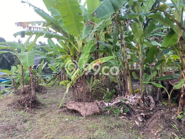 Disewakan Tanah Seluas 1600m2 di Ubud, Gianyar Disewakan Tanah Seluas 1600m2 di Ubud, Gianyar
