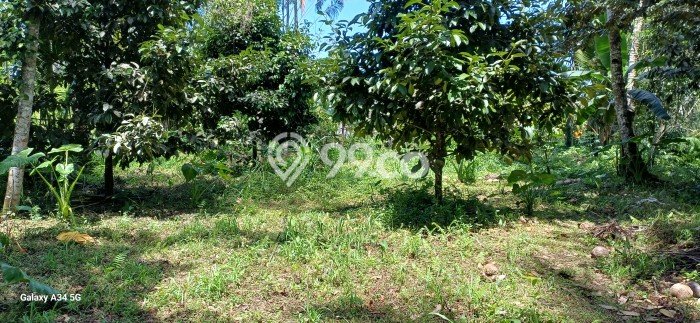 Tanah Kavling untuk Disewa di Tegallalang Gianyar 6000m2 Tanah Kavling untuk Disewa di Tegallalang Gianyar 6000m2