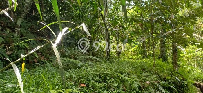 Jarang Ada! Tanah Kavling Disewakan di Gianyar 4500m2 Jarang Ada! Tanah Kavling Disewakan di Gianyar 4500m2