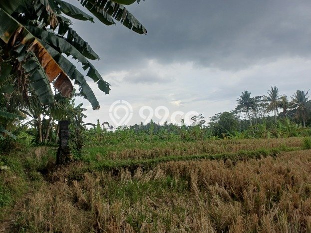 Kavling Tanah untuk Disewa di Pejeng Kelod Lahan Luas 500m2 Kavling Tanah untuk Disewa di Pejeng Kelod Lahan Luas 500m2