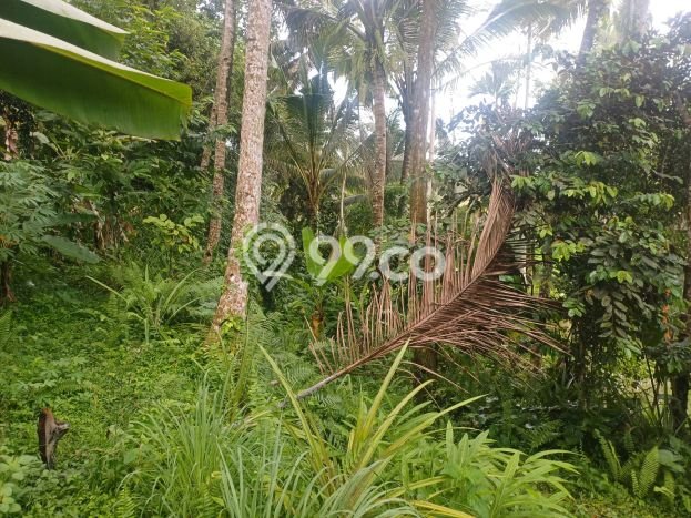 Tanah untuk Disewakan di Tampaksiring Gianyar SHM Tanah untuk Disewakan di Tampaksiring Gianyar SHM