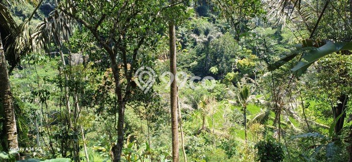 Tanah Kavling untuk Disewa di Tegallalang Gianyar 6000m2 Tanah Kavling untuk Disewa di Tegallalang Gianyar 6000m2