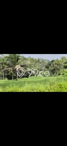 Dijual Tanah di Tegallalang Gianyar Luas 1900m2 SHM Dijual Tanah di Tegallalang Gianyar Luas 1900m2 SHM