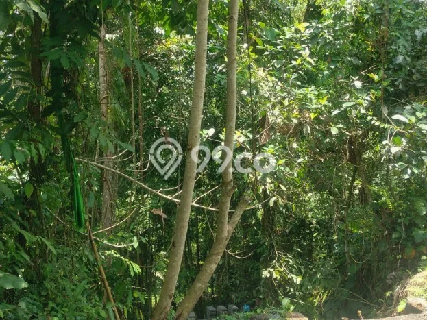 Kavling Tanah untuk Dijual di Pejengkawan, Gianyar, Luas 1300m2 Kavling Tanah untuk Dijual di Pejengkawan, Gianyar, Luas 1300m2
