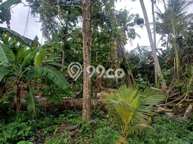 Kavling Tanah untuk Disewa di Pejeng Kelod Lahan Luas 500m2 Kavling Tanah untuk Disewa di Pejeng Kelod Lahan Luas 500m2