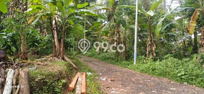 Tanah Disewakan Lokasi Gianyar Seluas 4000m2 Strategis dan Aman Tanah Disewakan Lokasi Gianyar Seluas 4000m2 Strategis dan Aman