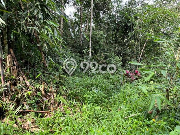 Jarang Ada! Tanah Kavling Disewakan di Gianyar 4500m2 Jarang Ada! Tanah Kavling Disewakan di Gianyar 4500m2