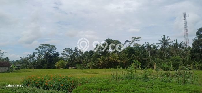 Untuk Dijual Tanah di Tampaksiring Gianyar Luas 1700m2 SHM Untuk Dijual Tanah di Tampaksiring Gianyar Luas 1700m2 SHM