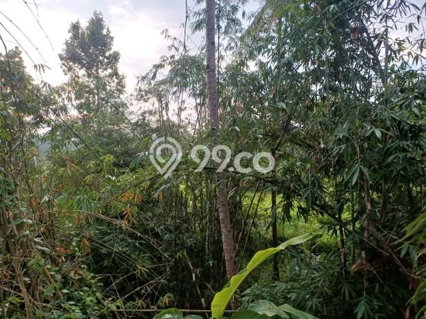Tanah Disewa di Tampaksiring Gianyar dengan Luas 700m2 Tanah Disewa di Tampaksiring Gianyar dengan Luas 700m2