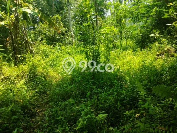 Kavling Tanah untuk Dijual di Pejengkawan, Gianyar, Luas 1300m2 Kavling Tanah untuk Dijual di Pejengkawan, Gianyar, Luas 1300m2
