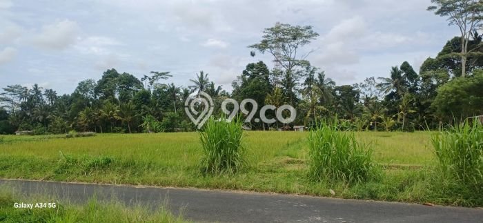 Untuk Dijual Tanah di Tampaksiring Gianyar Luas 1700m2 SHM Untuk Dijual Tanah di Tampaksiring Gianyar Luas 1700m2 SHM