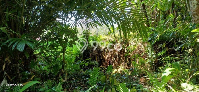 Tanah Strategis Disewakan di Tampaksiring Gianyar Seluas 1000m2 Tanah Strategis Disewakan di Tampaksiring Gianyar Seluas 1000m2