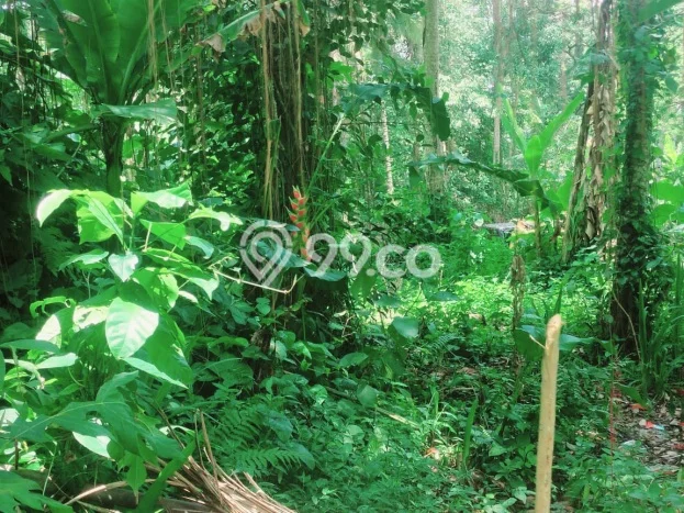 Kavling Tanah untuk Dijual di Pejengkawan, Gianyar, Luas 1300m2 Kavling Tanah untuk Dijual di Pejengkawan, Gianyar, Luas 1300m2