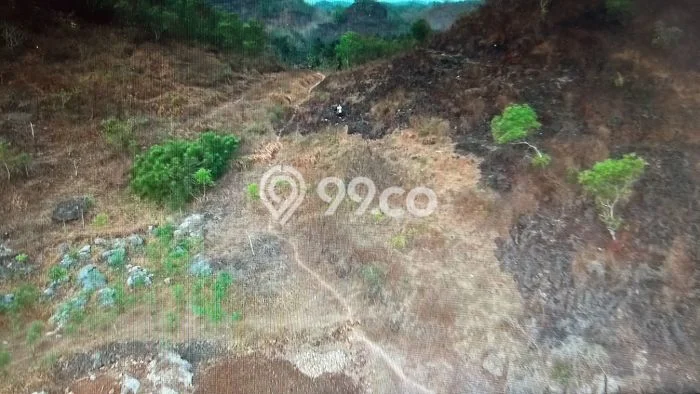 Tanah Dijual Lokasi Pringkuku, Pacitan Luas 4568m2 Legalitas Aman Tanah Dijual Lokasi Pringkuku, Pacitan Luas 4568m2 Legalitas Aman