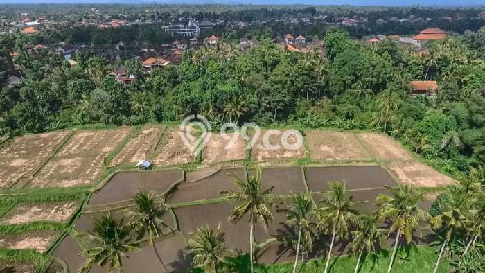 Disewakan Tanah di Petulu Gianyar Seluas 4500m2 Disewakan Tanah di Petulu Gianyar Seluas 4500m2