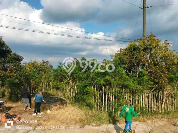 Tanah Kavling di Bandungan Dijual dengan Luas 4000m2 Tanah Kavling di Bandungan Dijual dengan Luas 4000m2