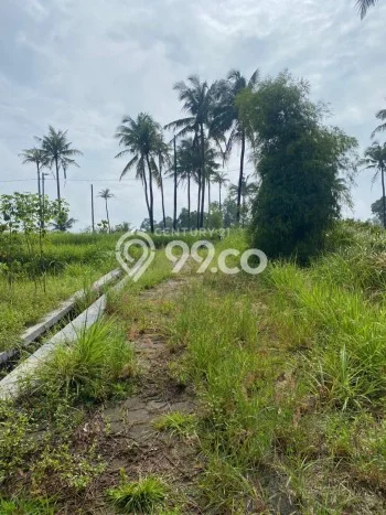 Lahan Dijual Lokasi Citangkil, Cilegon dengan Luas Tanah 1000m2 dan Status SHM Lahan Dijual Lokasi Citangkil, Cilegon dengan Luas Tanah 1000m2 dan Status SHM