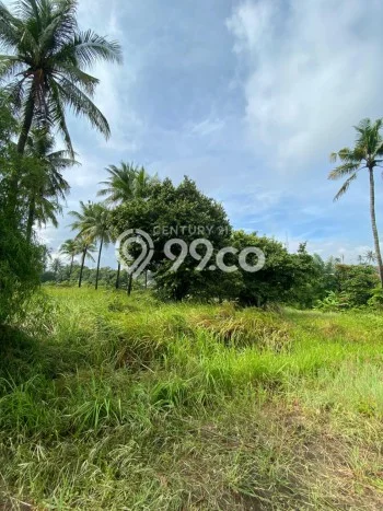Lahan Dijual Lokasi Citangkil, Cilegon dengan Luas Tanah 1000m2 dan Status SHM Lahan Dijual Lokasi Citangkil, Cilegon dengan Luas Tanah 1000m2 dan Status SHM