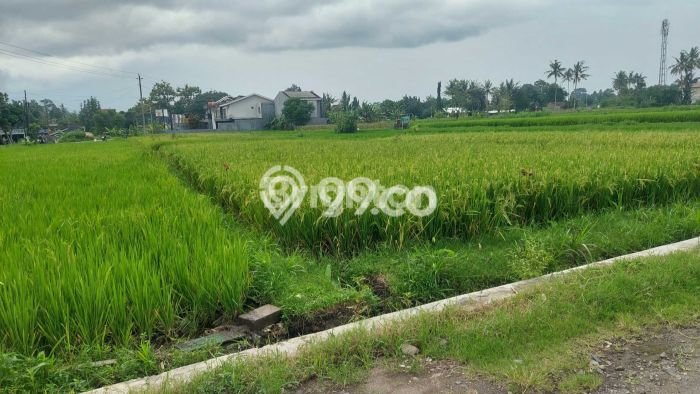 Kavling Tanah Dijual di Kalasan Sleman Spesifikasi 909m2 Kavling Tanah Dijual di Kalasan Sleman Spesifikasi 909m2