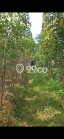 Dijual Tanah Kawasan Mertoyudan, Luas 30000m², Dekat Mertoyudan, Magelang, Magelang Dijual Tanah Kawasan Mertoyudan, Luas 30000m², Dekat Mertoyudan, Magelang, Magelang