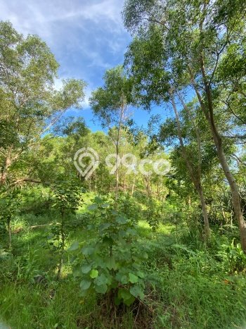 Tanah untuk Dijual di Tepus Gunung Kidul Luas 12860m2 Tanah untuk Dijual di Tepus Gunung Kidul Luas 12860m2