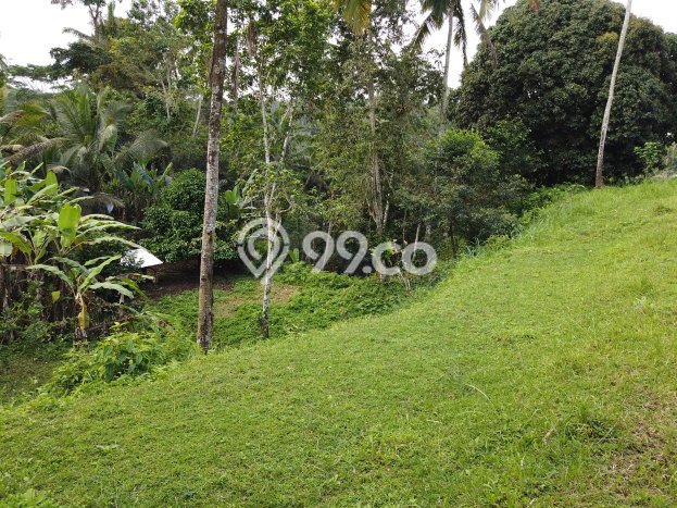 Dijual Tanah di Ubud Gianyar Luas 14631m2 SHM Dijual Tanah di Ubud Gianyar Luas 14631m2 SHM