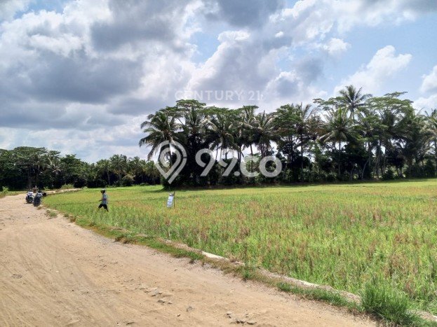 Tanah Dijual Lokasi Pagelaran, Pandeglang Luas 2702m2 Legalitas Aman Tanah Dijual Lokasi Pagelaran, Pandeglang Luas 2702m2 Legalitas Aman