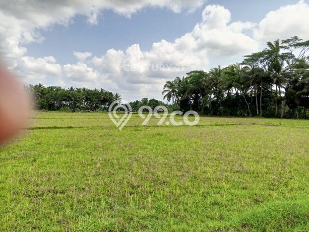 Tanah Dijual Lokasi Pagelaran, Pandeglang Luas 2702m2 Legalitas Aman Tanah Dijual Lokasi Pagelaran, Pandeglang Luas 2702m2 Legalitas Aman