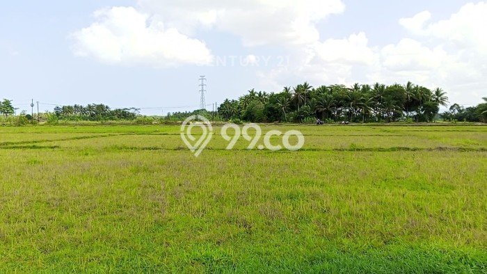 Tanah Dijual Lokasi Pagelaran, Pandeglang Luas 2702m2 Legalitas Aman Tanah Dijual Lokasi Pagelaran, Pandeglang Luas 2702m2 Legalitas Aman