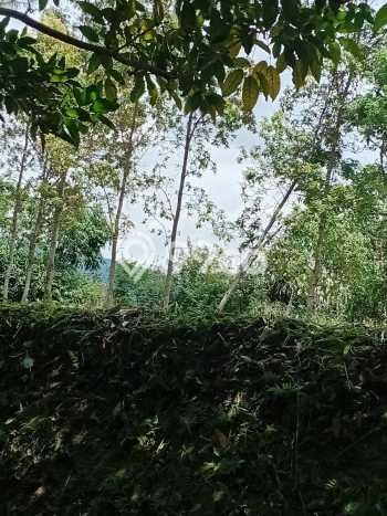 Dijual Tanah di Lembang Bandung Barat Luas 1365m2 - Dijual Tanah di Lembang Bandung Barat Luas 1365m2 -