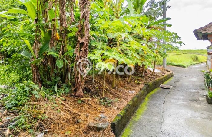 Lahan untuk Disewakan di Tabanan Tabanan - Lahan untuk Disewakan di Tabanan Tabanan -