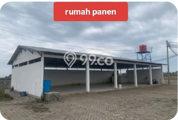 Pabrik Dijual Lokasi Emas di Panarukan Luas 1000m2 Pabrik Dijual Lokasi Emas di Panarukan Luas 1000m2