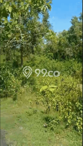 Dijual Tanah 80000m2 di Pecatu, Badung Dijual Tanah 80000m2 di Pecatu, Badung