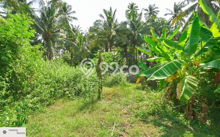 Tanah SHM 400 Are di Kaliasem Lovina, Buleleng Tanah SHM 400 Are di Kaliasem Lovina, Buleleng