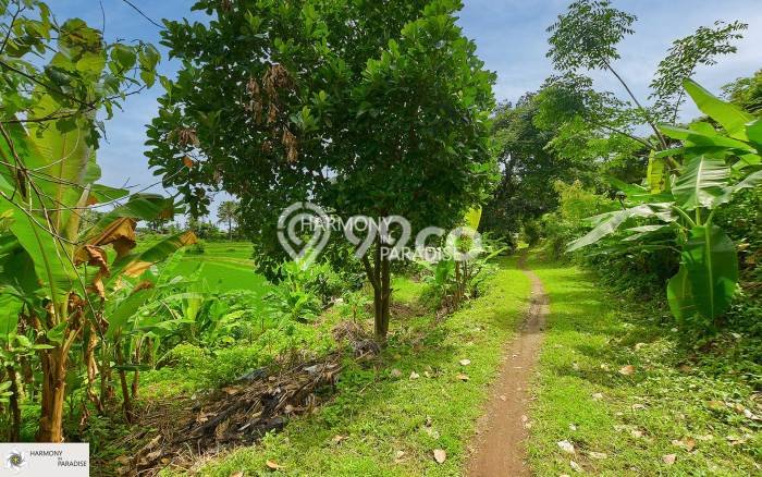 Tanah Kavling Dijual di Buleleng dengan Spesifikasi 8140m2 Tanah Kavling Dijual di Buleleng dengan Spesifikasi 8140m2