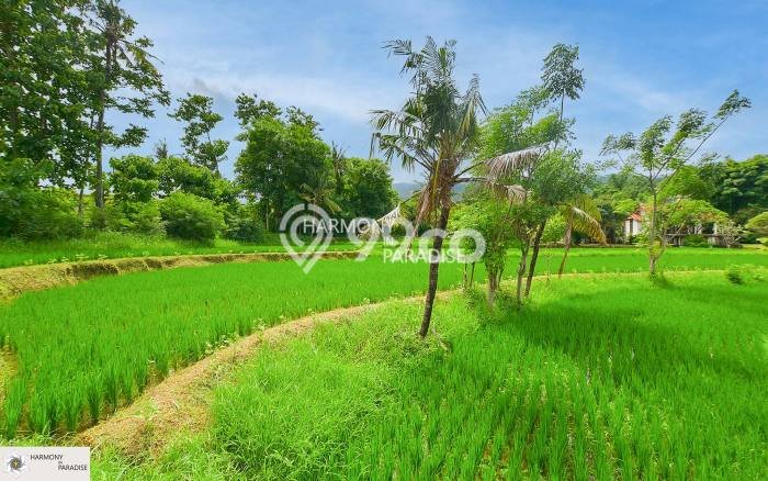 Tanah Kavling Dijual di Buleleng dengan Spesifikasi 8140m2 Tanah Kavling Dijual di Buleleng dengan Spesifikasi 8140m2